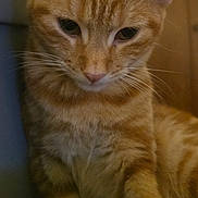 Twinkie joined the competition — help win amazing prizes! animal, background_blur, cat, close_up, cute, domestic_cat, ears, feline, fur, ginger_cat, household, indoor, looking_down, mammal, pet, portrait, soft_light, tabby, whiskers, young_cat