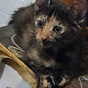 Claire is registered to the contest to win money with this photo: kitten, cat, tortoiseshell, animal, pet, indoor, wood, frame, artwork, rope, curious, feline, closeup, texture, wall, resting, young, whiskers, ears, eyes