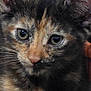 Claire is registered to the contest to win money with this photo: cat, kitten, tortoiseshell, close_up, fur, whiskers, ears, eyes, pet, animal, resting, wood, background, star_pattern, cute, young, indoor, portrait, mammal, feline