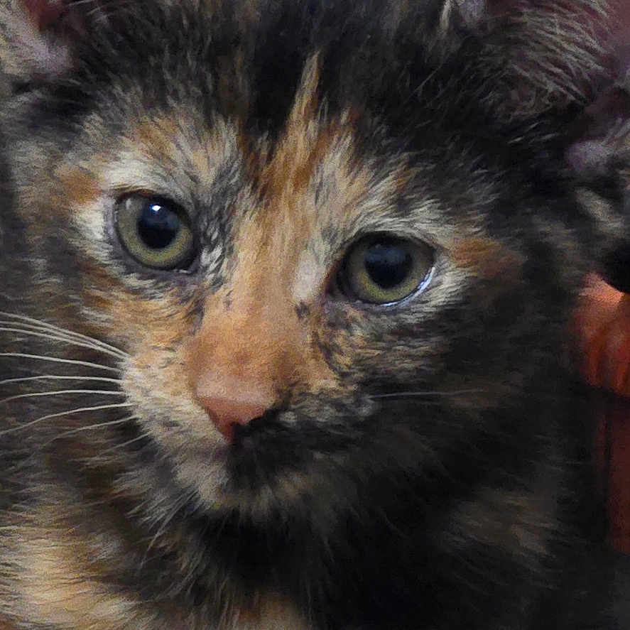 Claire is registered to the contest to win money with this photo: animal, background, cat, close_up, cute, ears, eyes, feline, fur, indoor, kitten, mammal, pet, portrait, resting, star_pattern, tortoiseshell, whiskers, wood, young