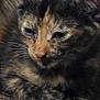 Claire is registered to the contest to win money with this photo: kitten, cat, tortoiseshell, close_up, resting, sleepy, fur, animal, pet, wood, texture, star_pattern, fabric, indoor, cozy, cute, whiskers, paws, young, mammal