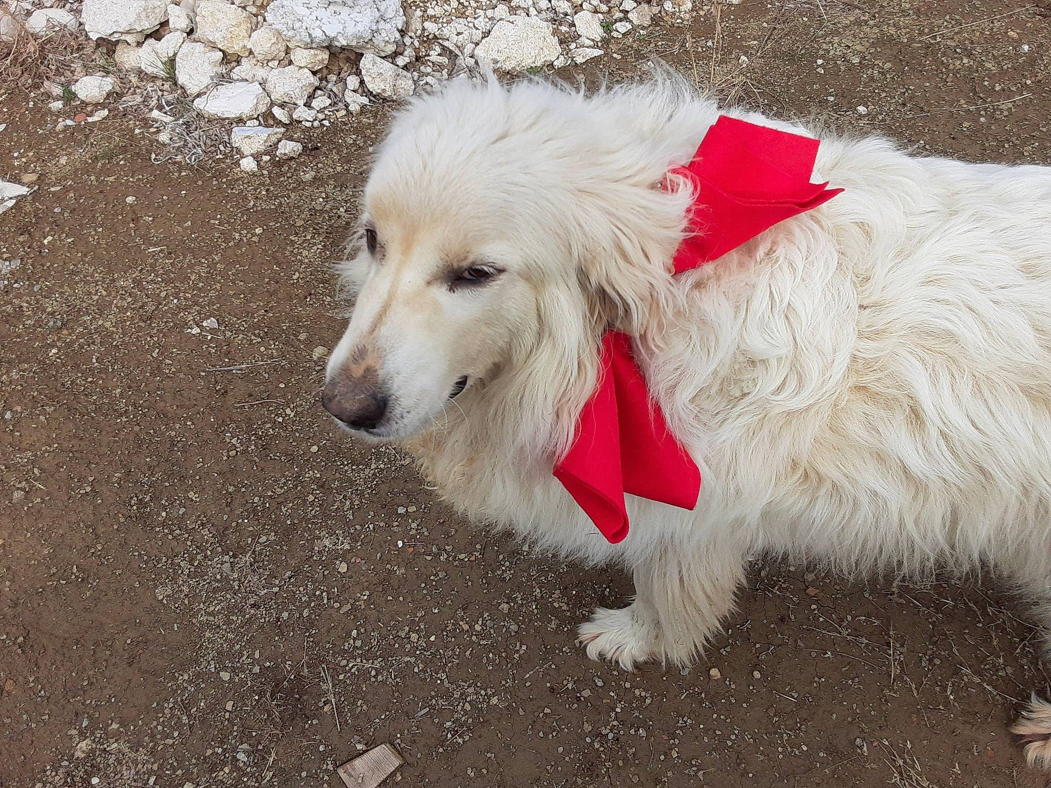 Miss Fluff joined the competition — help win amazing prizes! canidae, carnivore, companion_dog, dog, dog_breed, mammal, rare_breed_dog, silken_windhound, sporting_group, vertebrate