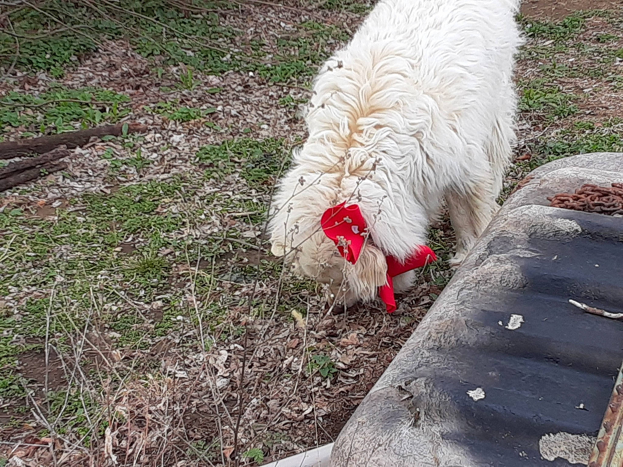 Miss Fluff is registered to the contest to win money with this photo: canidae, carnivore, dog, dog_breed, grass, livestock, sporting_group, tail, terrier, west_highland_white_terrier