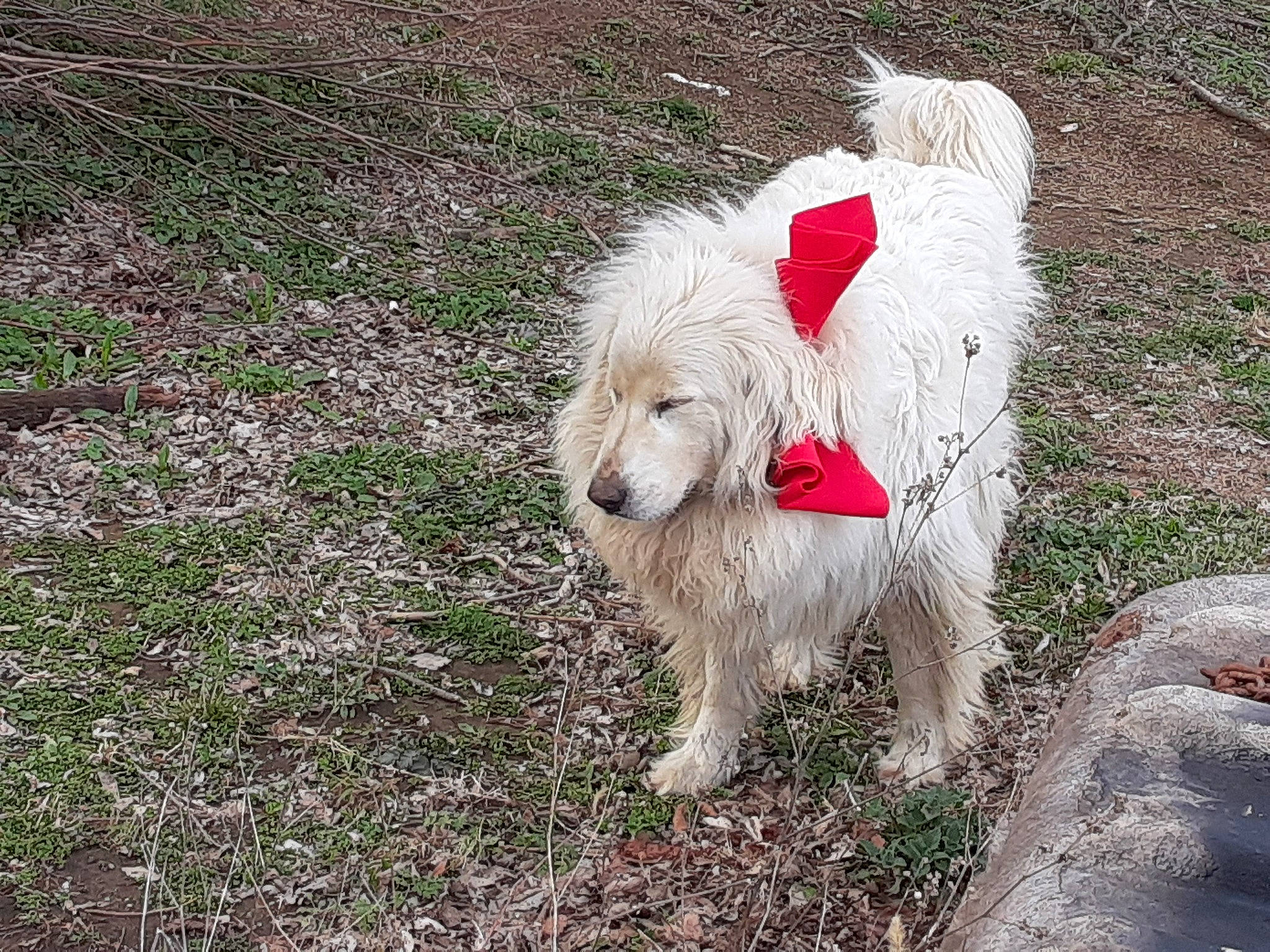 Miss Fluff joined the competition — help win amazing prizes! briquet_griffon_vendeen, canidae, carnivore, companion_dog, dog, dog_breed, golden_retriever, goldendoodle, mammal, rare_breed_dog, retriever, spinone_italiano, sporting_group, terrier, vertebrate, west_highland_white_terrier