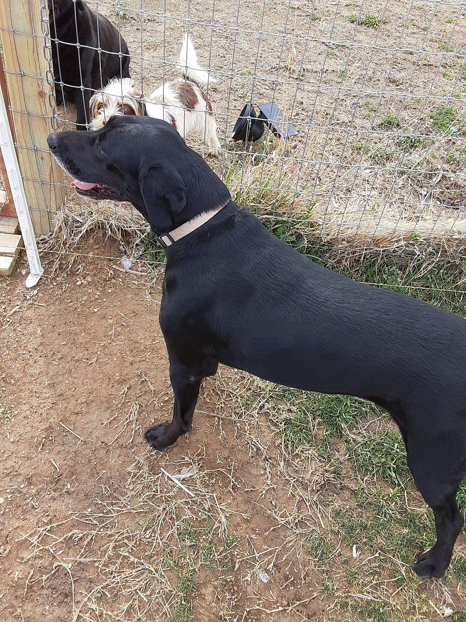 Monster is registered to the contest to win money with this photo: canidae, carnivore, dog, dog_breed, hunting_dog, mammal, montenegrin_mountain_hound, patterdale_terrier, rare_breed_dog, sporting_group, vertebrate