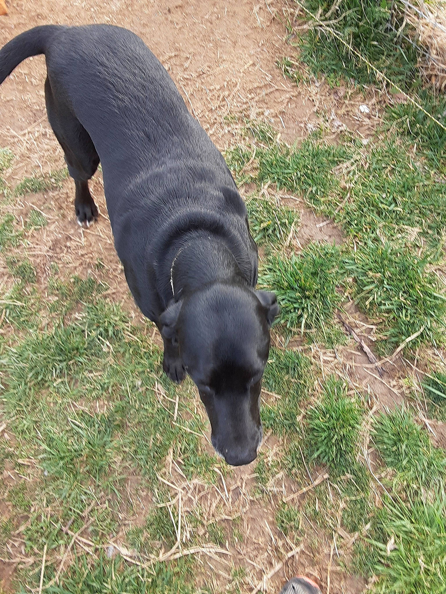 Monster joined the competition — help win amazing prizes! canidae, carnivore, dog, dog_breed, hunting_dog, labrador_retriever, patterdale_terrier, snout, sporting_group, vertebrate