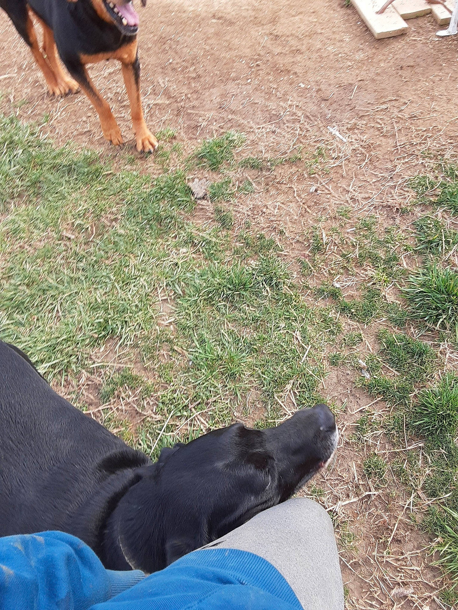 Monster is registered to the contest to win money with this photo: canidae, carnivore, dobermann, dog, dog_breed, grass, guard_dog, leg, sporting_group, tail, working_dog