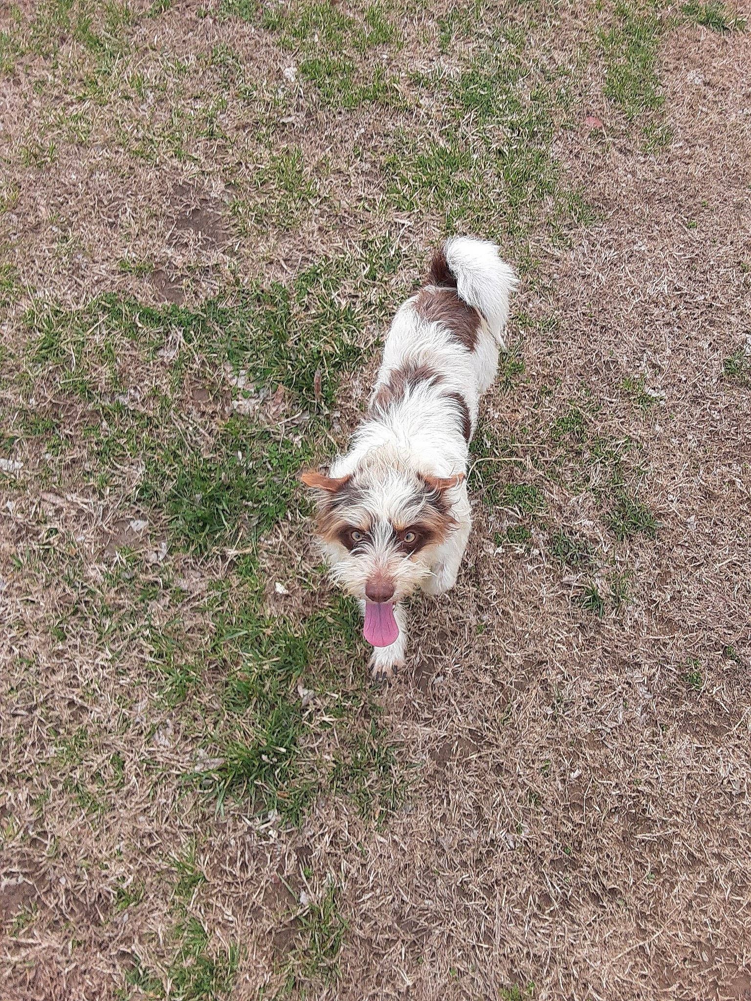 Spot joined the competition — help win amazing prizes! australian_shepherd, canidae, carnivore, cavachon, companion_dog, dog, dog_breed, grass, mammal, miniature_australian_shepherd, sporting_lucas_terrier, working_dog