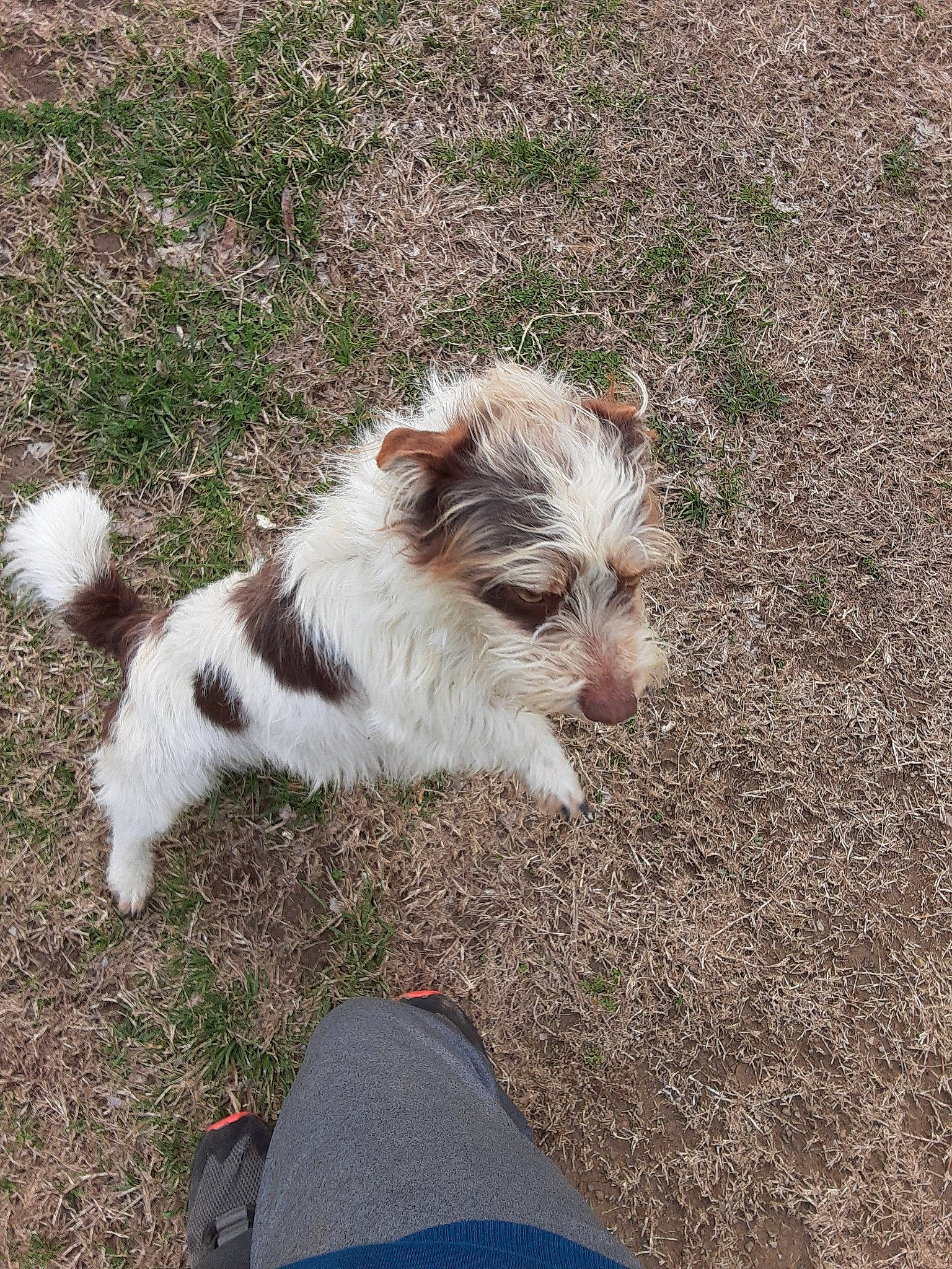 Spot joined the competition — help win amazing prizes! biewer_terrier, canidae, carnivore, companion_dog, dog, dog_breed, havanese, mammal, puppy, rare_breed_dog, sporting_group, sporting_lucas_terrier, terrier, toy_dog, vertebrate, yorkshire_terrier