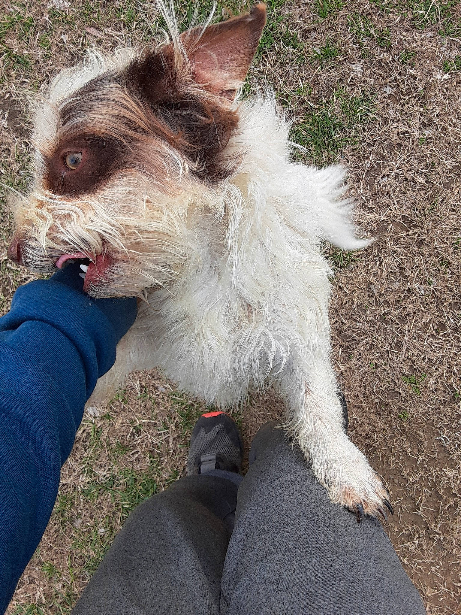 Spot is registered to the contest to win money with this photo: cairn_terrier, canidae, carnivore, companion_dog, dog, dog_breed, ear, mammal, portuguese_podengo, puppy, rare_breed_dog, terrier, vertebrate, west_highland_white_terrier