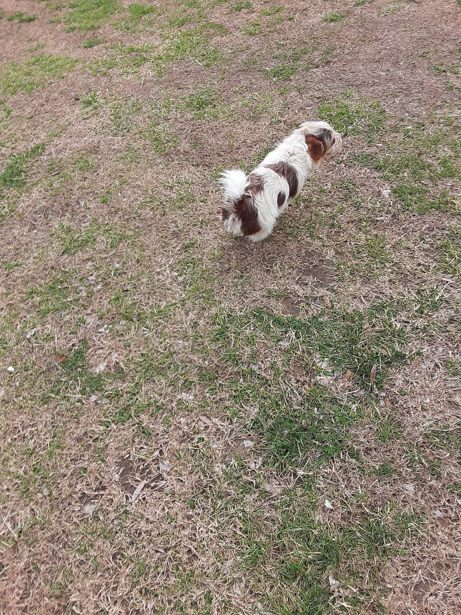 Spot joined the competition — help win amazing prizes! brittany, canidae, carnivore, cavalier_king_charles_spaniel, companion_dog, dog, dog_breed, french_spaniel, grass, mammal, pointer, sporting_group, vertebrate