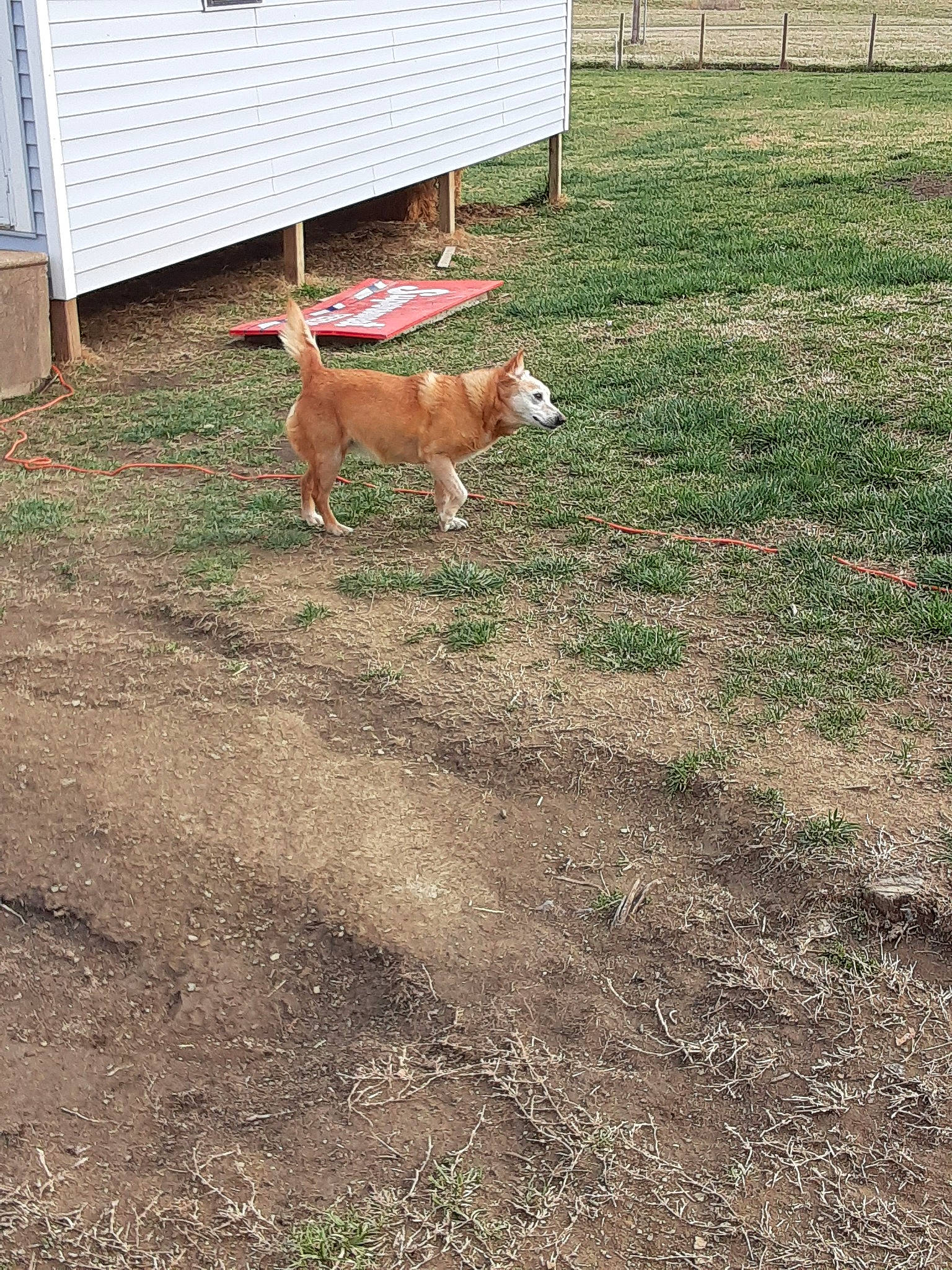 Brandy is registered to the contest to win money with this photo: backyard, canidae, carnivore, dog, dog_breed, fawn, grass, yard