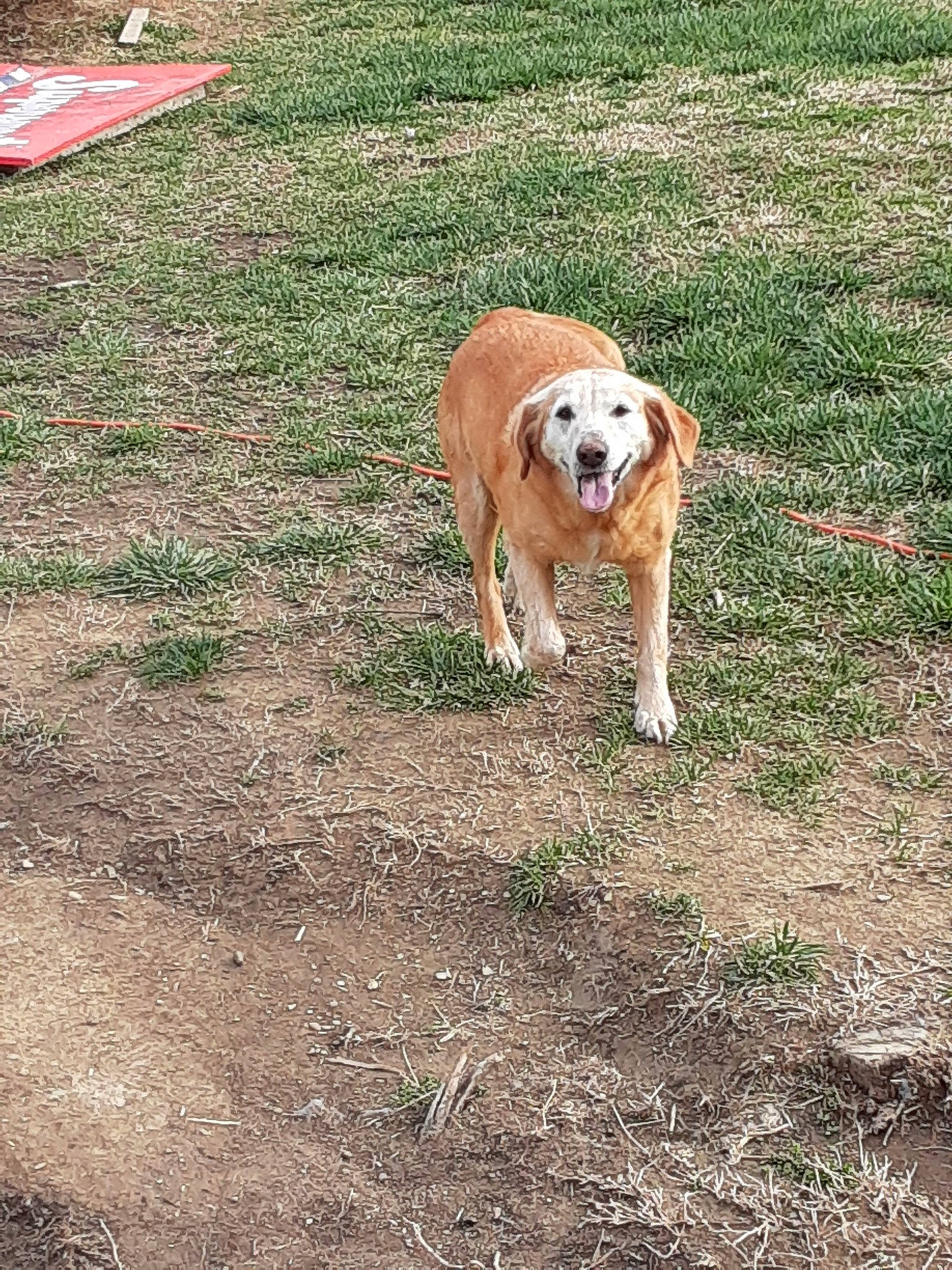 Brandy is registered to the contest to win money with this photo: canidae, carnivore, companion_dog, dog, dog_breed, fawn, grass, mammal, play, sporting_group, working_dog