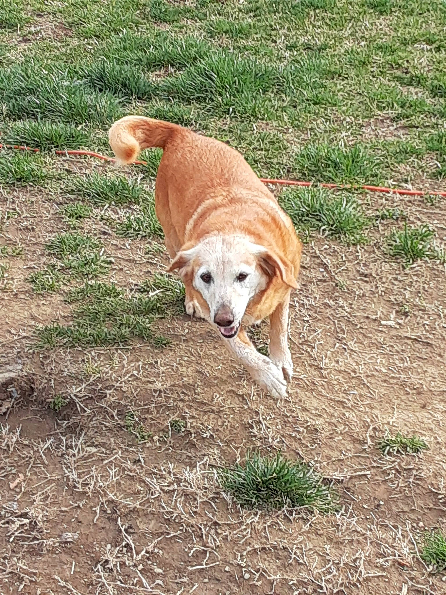 Brandy is registered to the contest to win money with this photo: canidae, carnivore, companion_dog, dog, dog_breed, fawn, golden_retriever, grass, hunting_dog, mammal, plant, retriever, snout, sporting_group, tail, tree, vertebrate