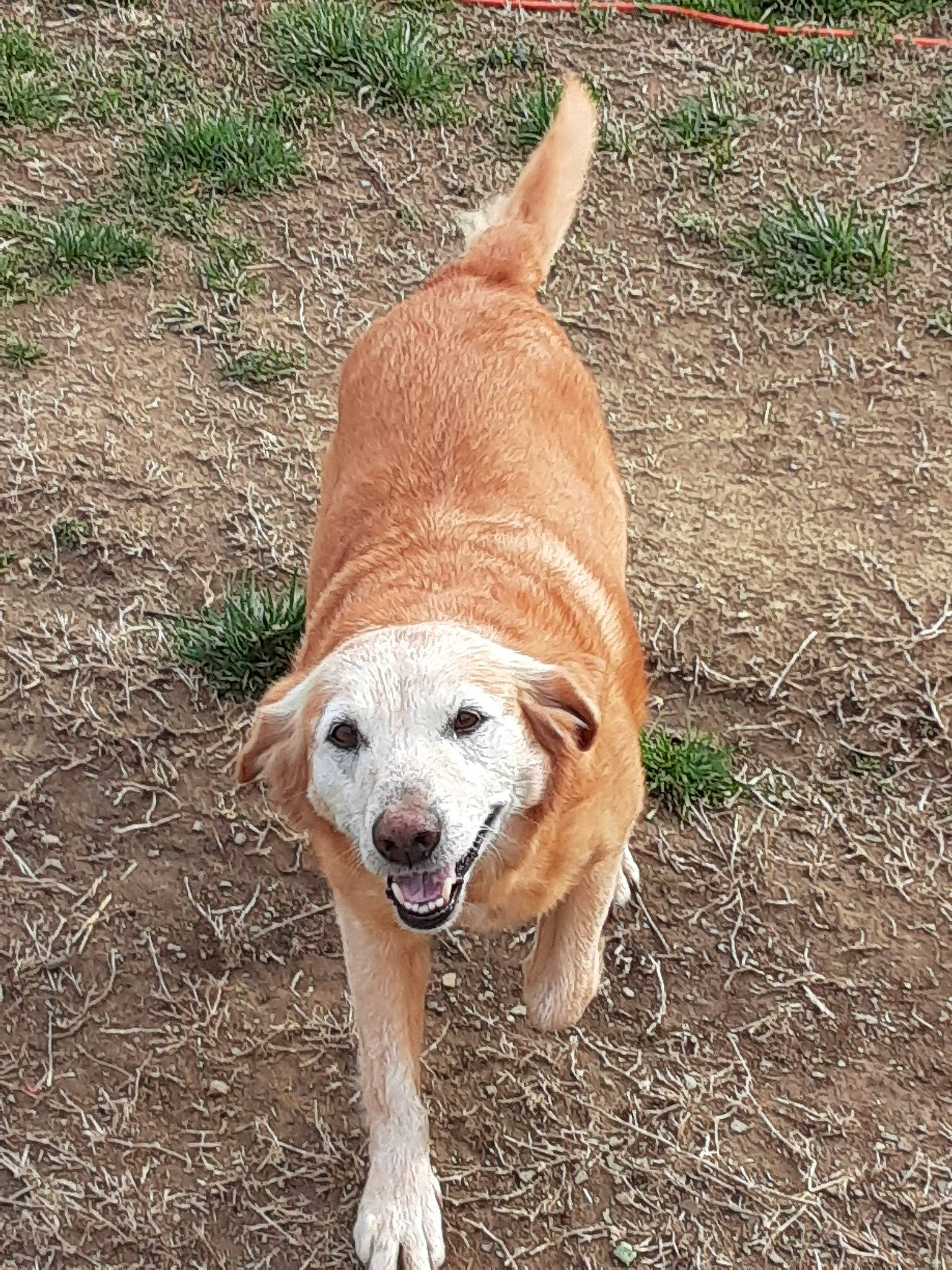 Brandy is registered to the contest to win money with this photo: canidae, carnivore, companion_dog, dog, dog_breed, fawn, golden_retriever, mammal, retriever, sporting_group, street_dog, tail, vertebrate