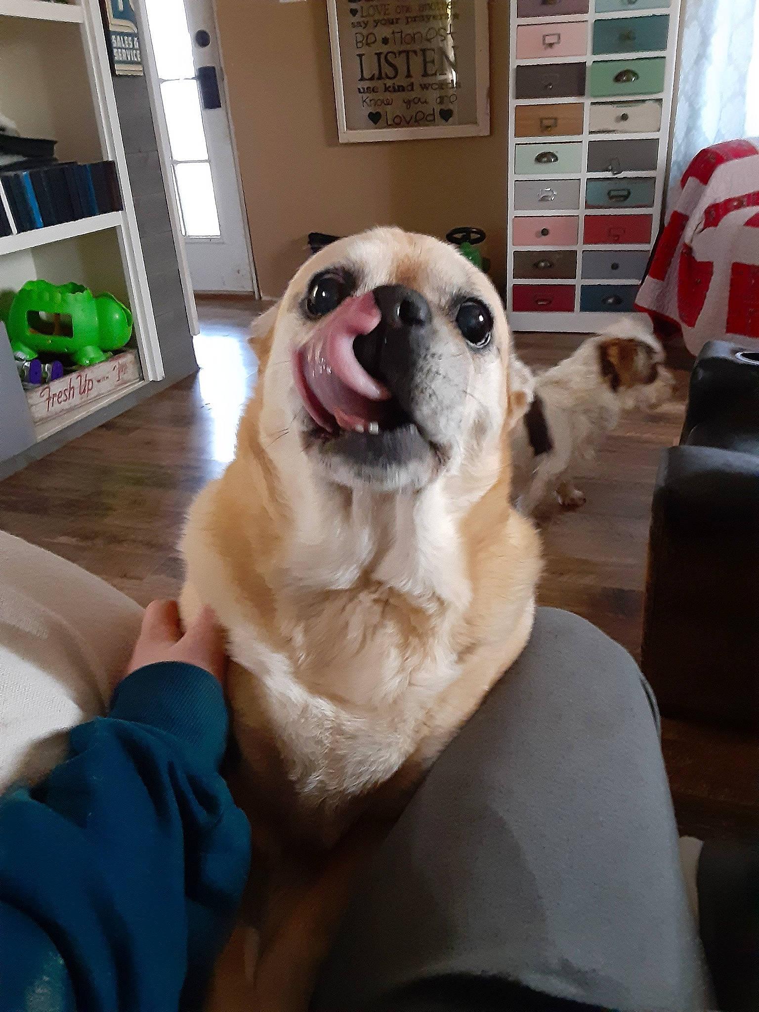 Molly is registered to the contest to win money with this photo: canidae, carnivore, companion_dog, dog, dog_breed, fawn, mammal, non_sporting_group, paw, pug, puppy, puppy_love, snout, sporting_group, toy_dog, vertebrate