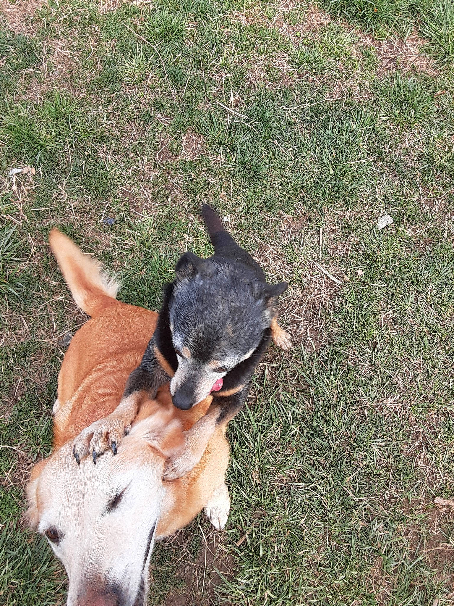 Weenie joined the competition — help win amazing prizes! canidae, carnivore, dog, dog_breed, fawn, feist, grass, mammal, puppy, sporting_group