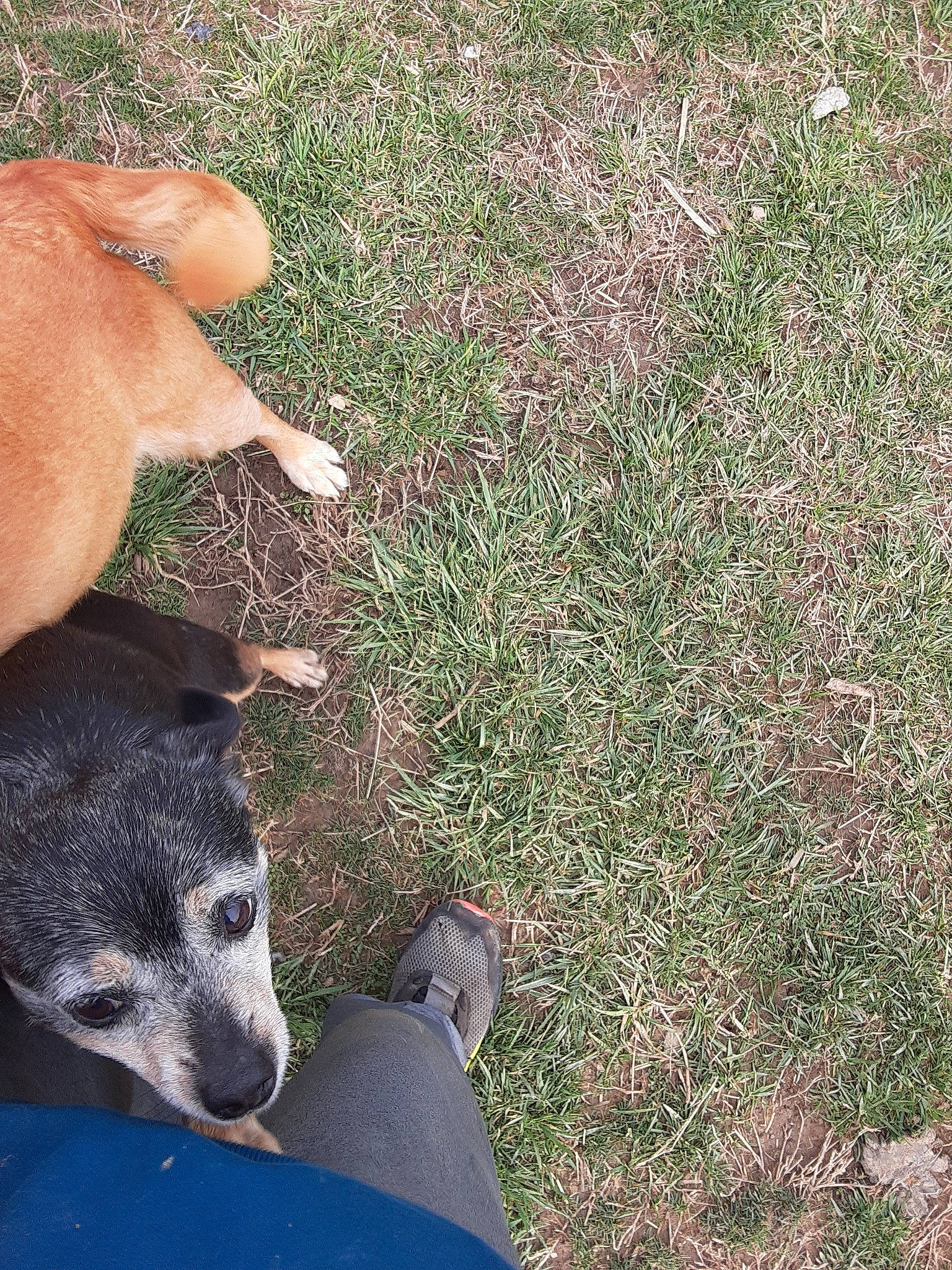 Weenie is registered to the contest to win money with this photo: canidae, carnivore, dog, dog_breed, fawn, grass, mammal, nose, plant, puppy, snout, vertebrate