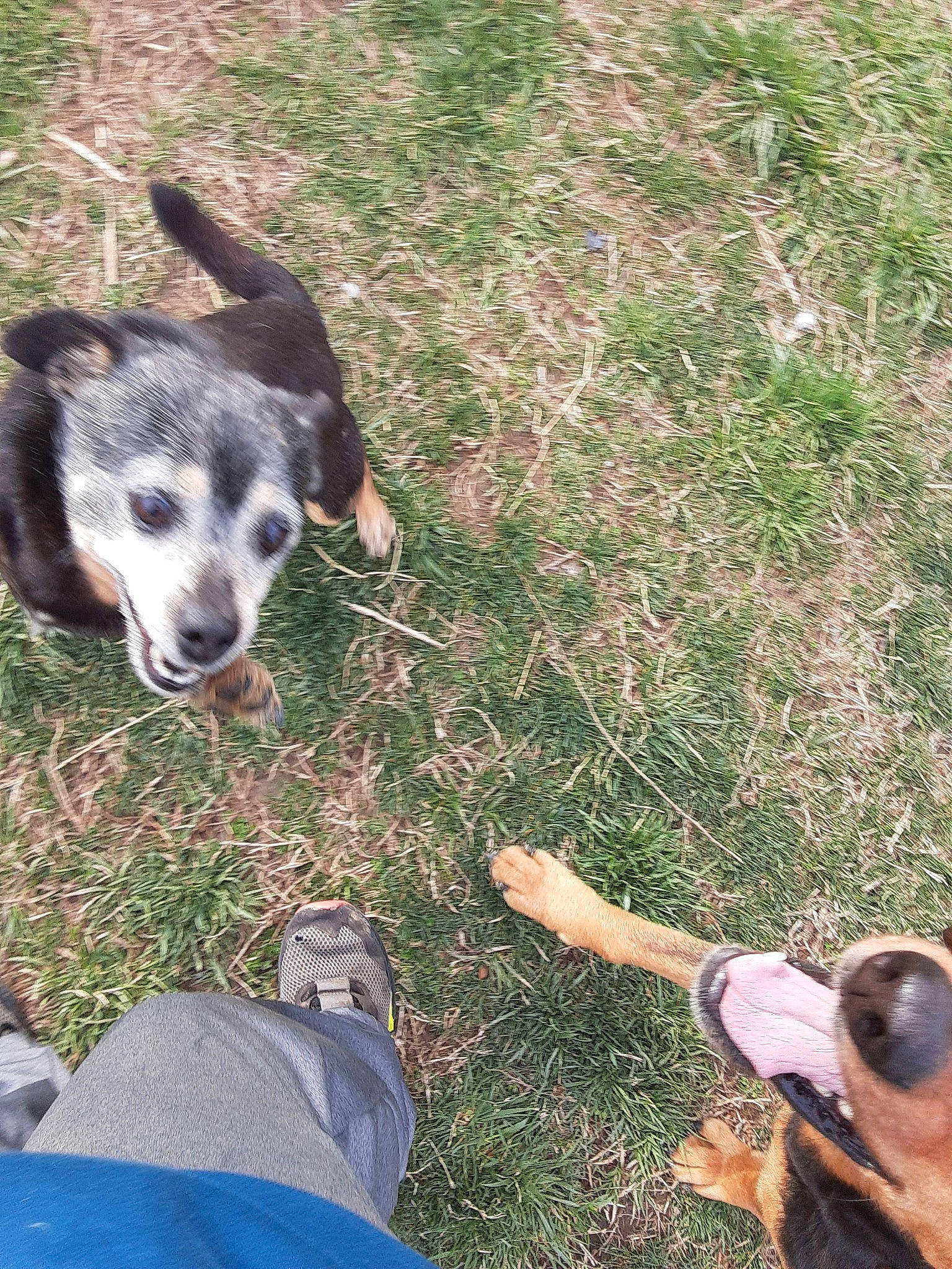 Weenie is registered to the contest to win money with this photo: adventure, australian_cattle_dog, canidae, carnivore, dog, dog_breed, herding_dog, texas_heeler, working_dog