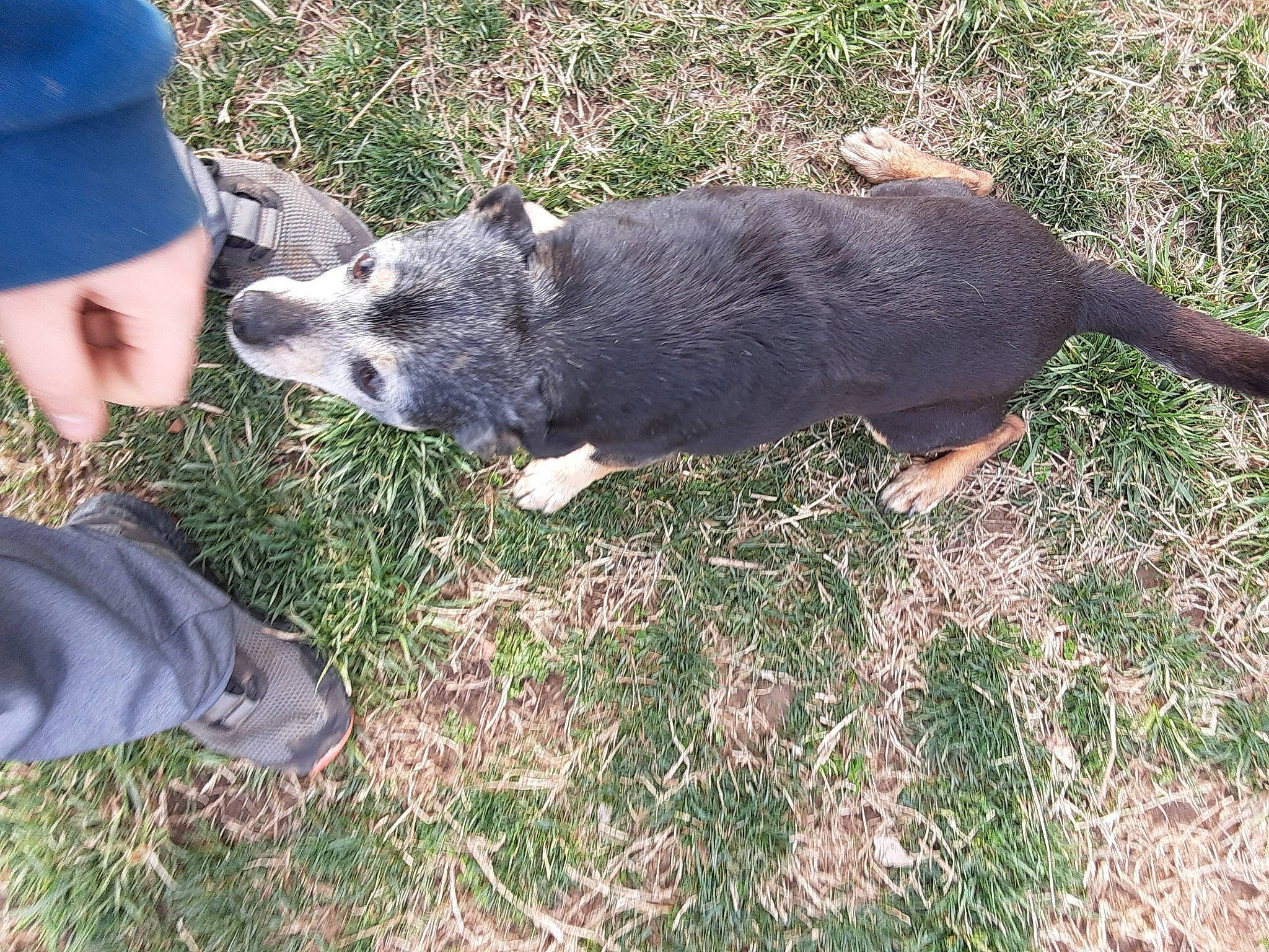 Weenie joined the competition — help win amazing prizes! australian_cattle_dog, canidae, carnivore, dog, dog_breed, grass, puppy, snout, sporting_group