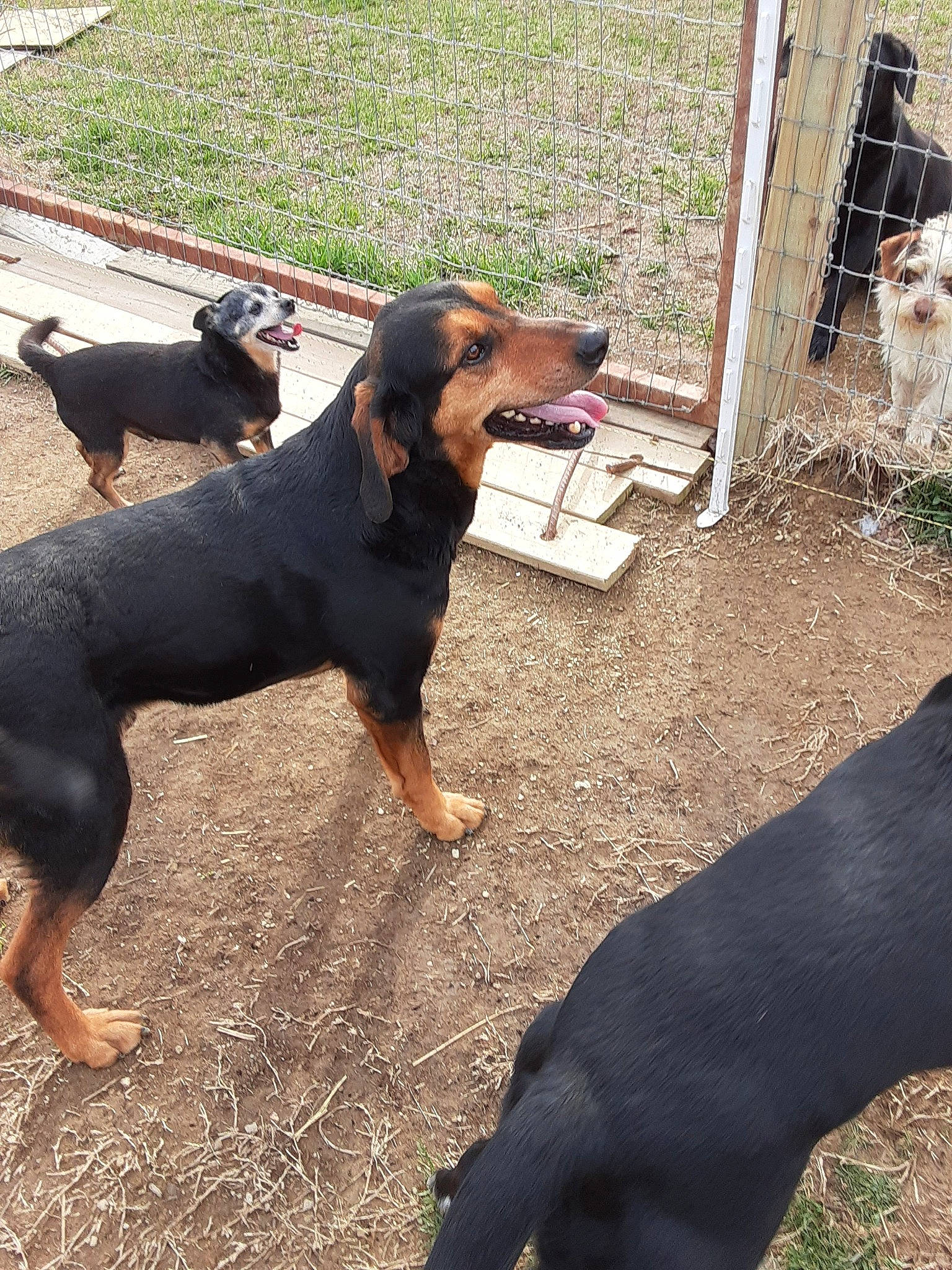 Buck is registered to the contest to win money with this photo: austrian_black_and_tan_hound, canidae, carnivore, dog, dog_breed, guard_dog, hellenikos_ichnilatis, hound, huntaway, hunting_dog, jagdterrier, lithuanian_hound, mammal, montenegrin_mountain_hound, polish_hunting_dog, rare_breed_dog, smaland_hound, transylvanian_hound, vertebrate, working_dog