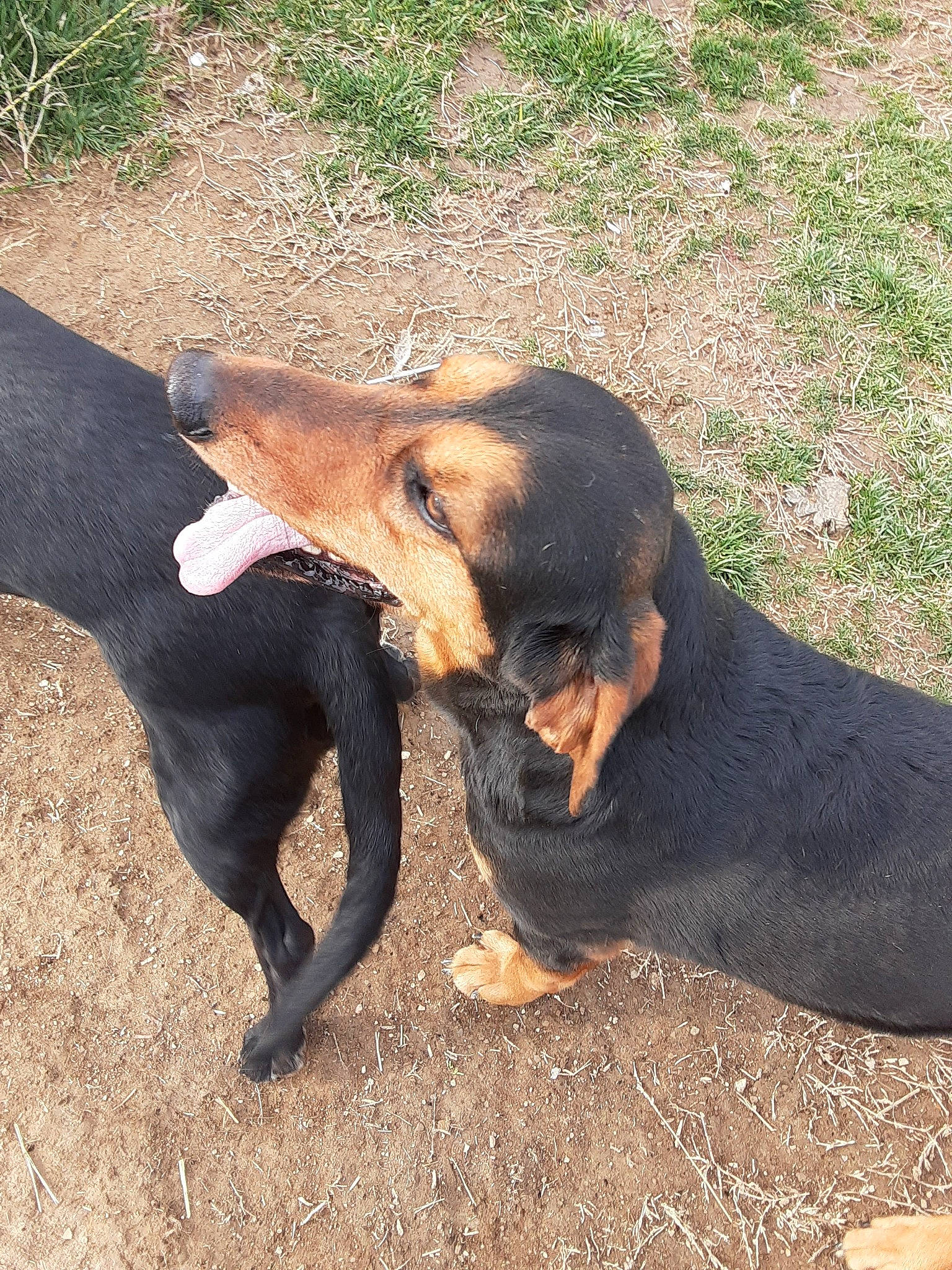 Buck is registered to the contest to win money with this photo: austrian_black_and_tan_hound, bruno_jura_hound, canidae, carnivore, dog, dog_breed, fawn, hellenikos_ichnilatis, hound, hunting_dog, lithuanian_hound, mammal, montenegrin_mountain_hound, polish_hunting_dog, serbian_hound, snout, tyrolean_hound, vertebrate