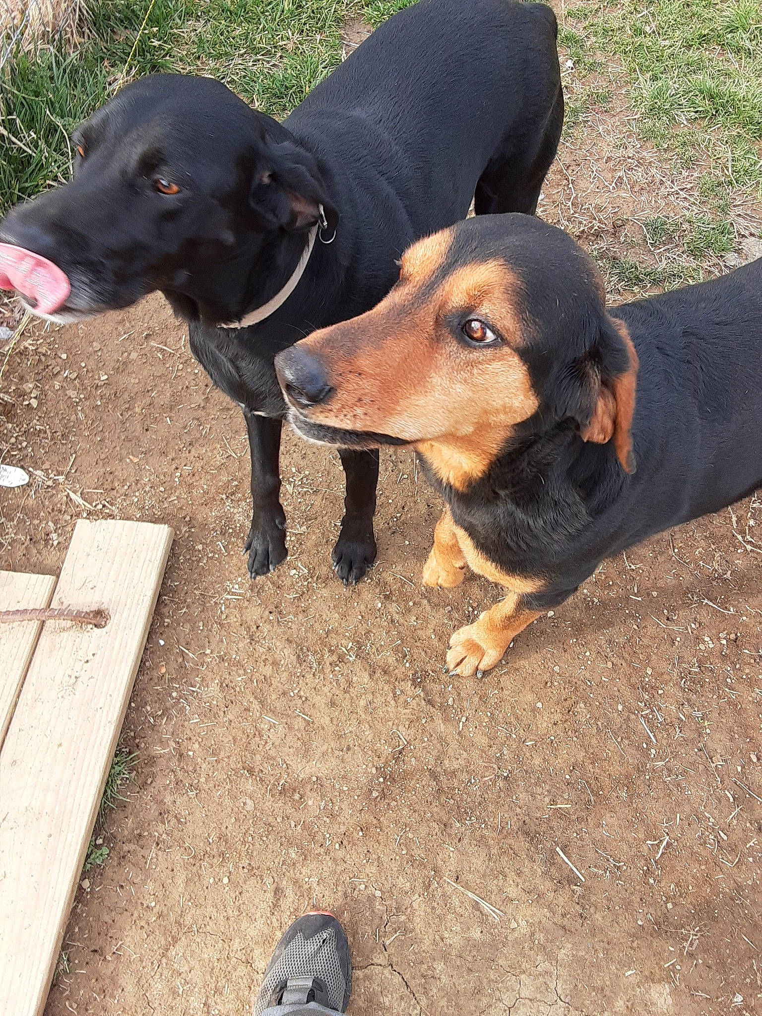 Buck is registered to the contest to win money with this photo: austrian_black_and_tan_hound, canidae, carnivore, dachshund, dog, dog_breed, german_pinscher, guard_dog, hellenikos_ichnilatis, huntaway, hunting_dog, jagdterrier, mammal, montenegrin_mountain_hound, rare_breed_dog, smaland_hound, transylvanian_hound, tyrolean_hound, vertebrate, working_dog