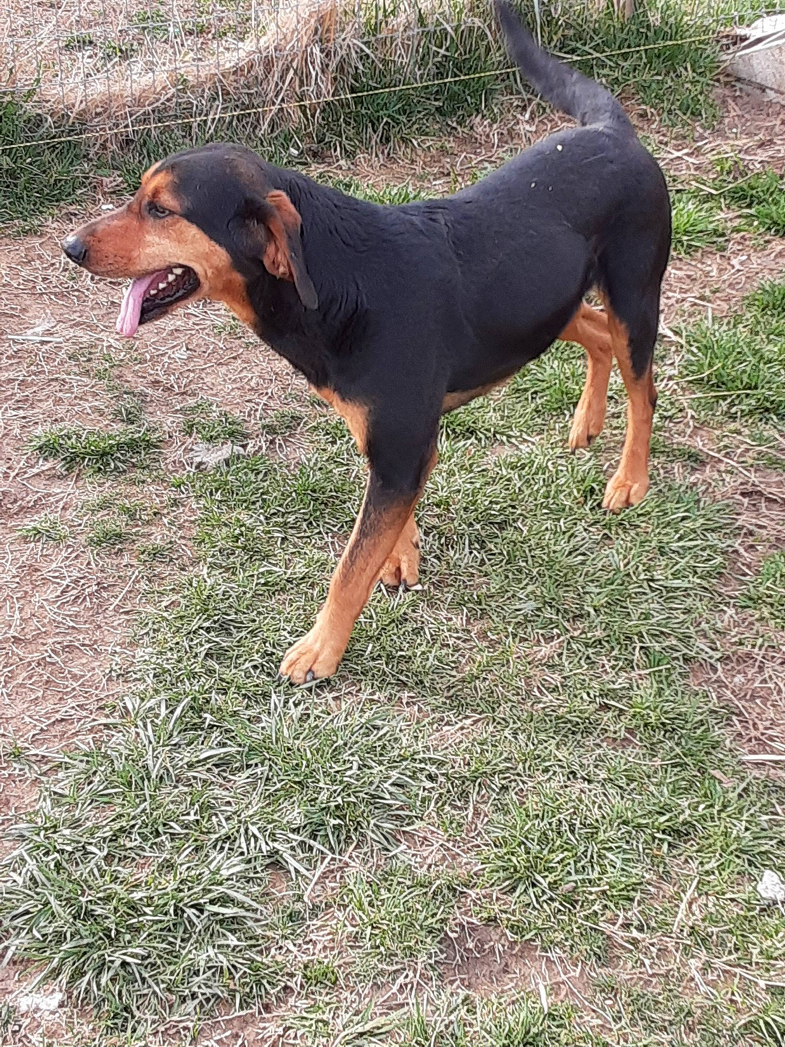 Buck joined the competition — help win amazing prizes! austrian_black_and_tan_hound, black_and_tan_terrier, canidae, carnivore, dog, dog_breed, german_pinscher, hellenikos_ichnilatis, hound, huntaway, hunting_dog, lithuanian_hound, mammal, montenegrin_mountain_hound, pinscher, polish_hunting_dog, rare_breed_dog, transylvanian_hound, vertebrate, working_dog