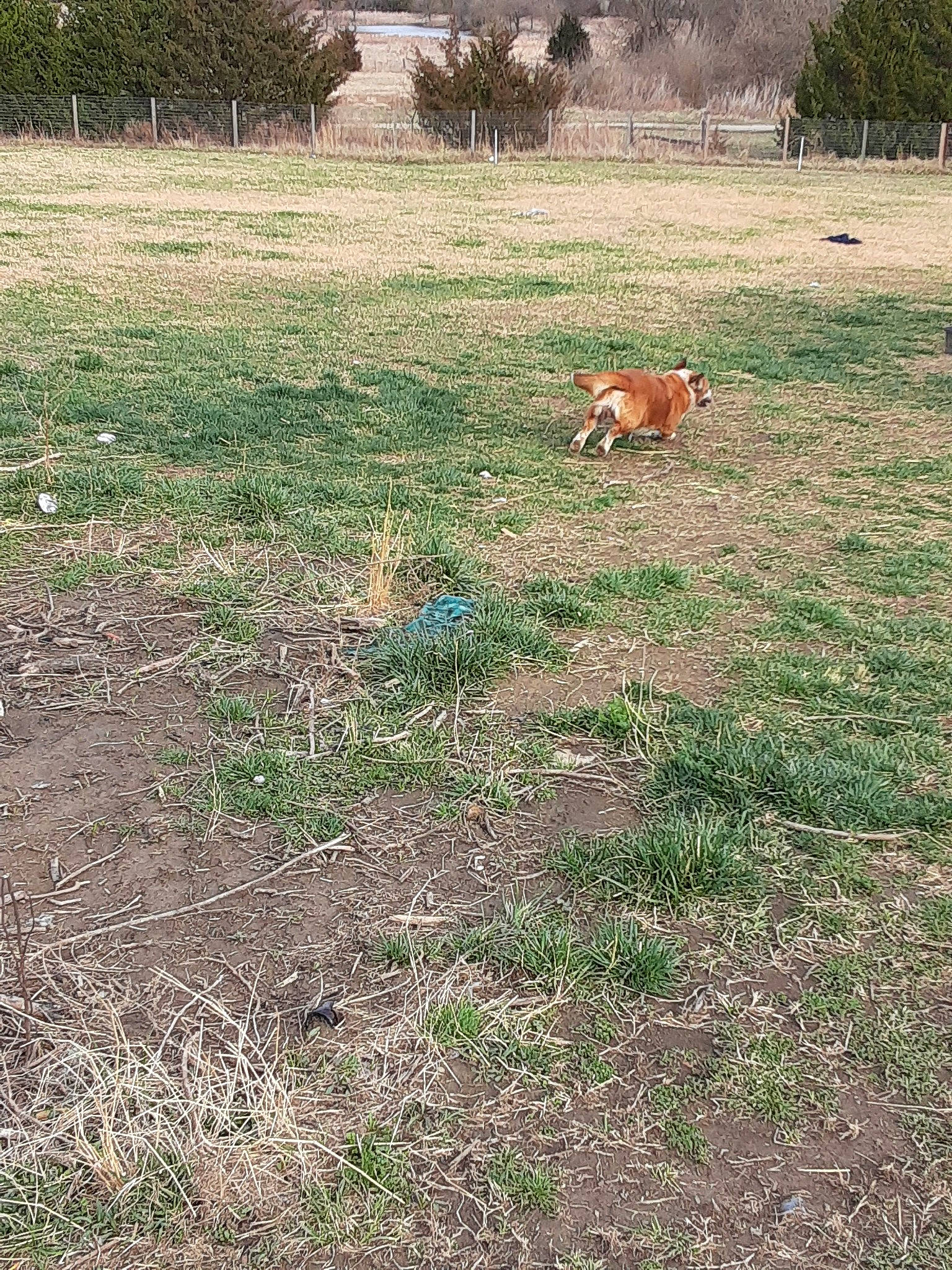 Boomer joined the competition — help win amazing prizes! canidae, carnivore, dog, fawn, grass, grass_family, grassland, lawn, pasture, plant, shrubland, soil, sporting_group, tree