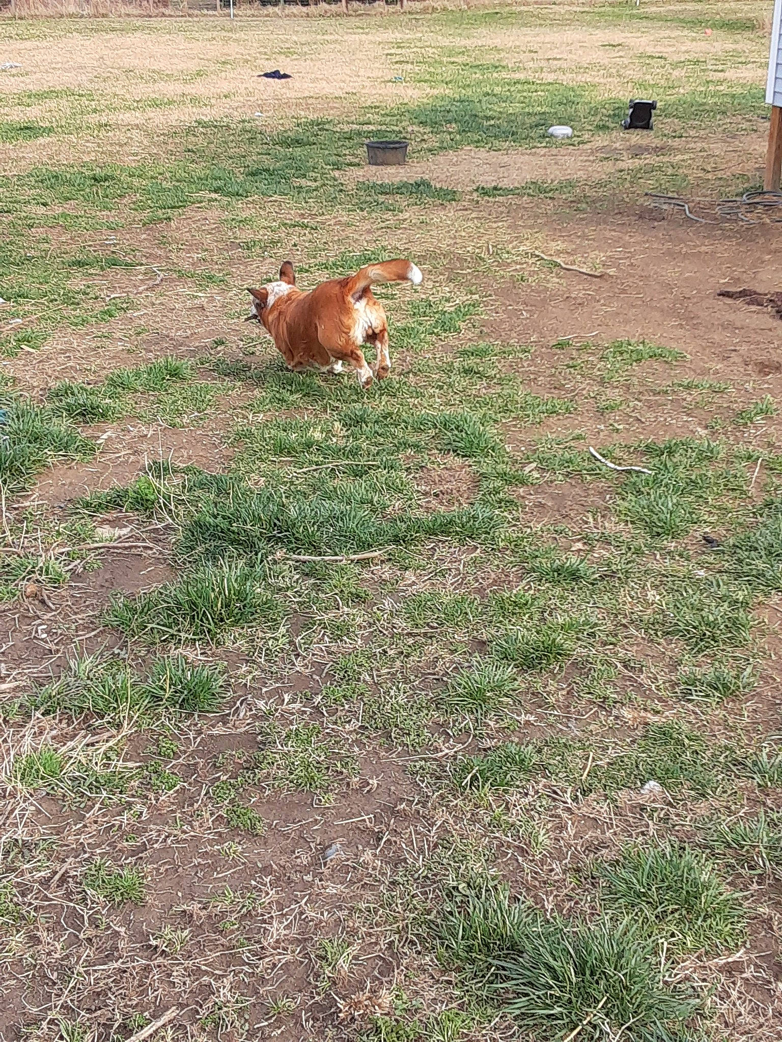 Boomer joined the competition — help win amazing prizes! canidae, carnivore, companion_dog, dog, dog_breed, grass, lawn, pasture, pembroke_welsh_corgi, welsh_corgi