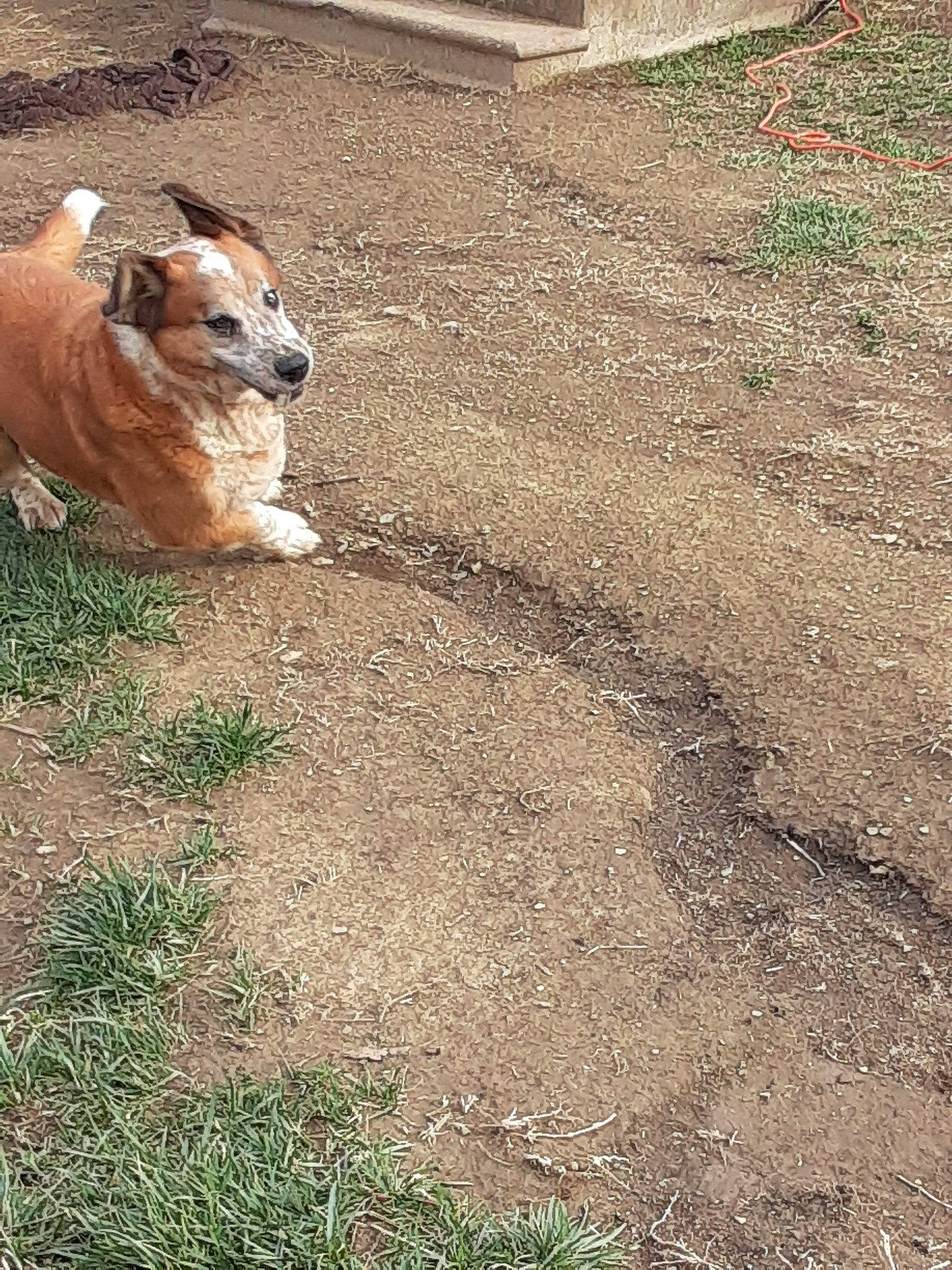 Boomer joined the competition — help win amazing prizes! canidae, carnivore, dog, dog_breed, fawn, grass, pembroke_welsh_corgi, plant, snout, soil, welsh_corgi