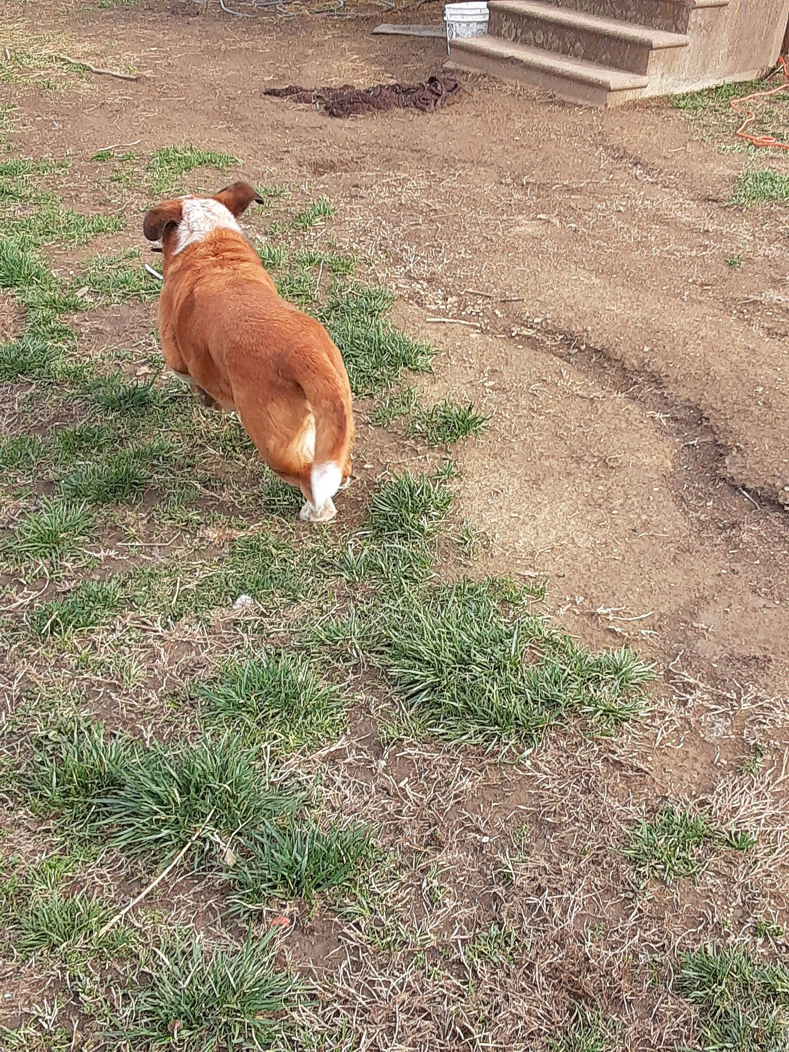 Boomer joined the competition — help win amazing prizes! canidae, carnivore, dog, dog_breed, fawn, grass, pembroke_welsh_corgi, tail, welsh_corgi