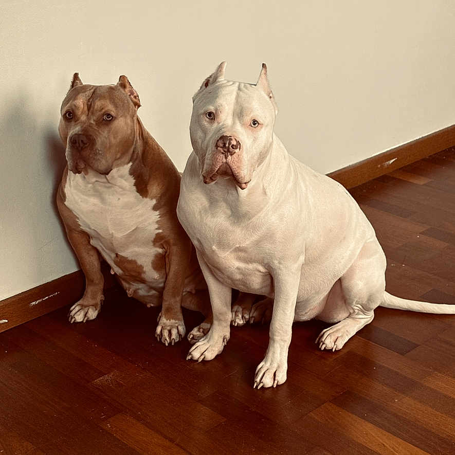 Némésis a rejoint le concours — aidez-le/la à gagner de superbes lots ! animal, bostonbull, boxer, bulldog, canine, dog, frenchbulldog, hardwood, indoors, interiordesign, leash, pet, pitbull, plywood, puppy, wood