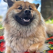 Uta participe au concours pour gagner de l'argent avec cette photo : animal, black_nose, blanket, brown_fur, close_up, colorful, cream_fur, dog, fluffy, front_facing, happy, long_hair, nature, open_mouth, outdoor, pointed_ears, portrait, seated, smiling, teeth