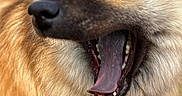 Uta a rejoint le concours — aidez-le/la à gagner de superbes lots ! animal, blurred_background, close_up, dog, eyes, face, fur, golden_fur, happy, nose, open_mouth, outdoor, pet, photography, playful, portrait, smiling, snout, teeth, tongue