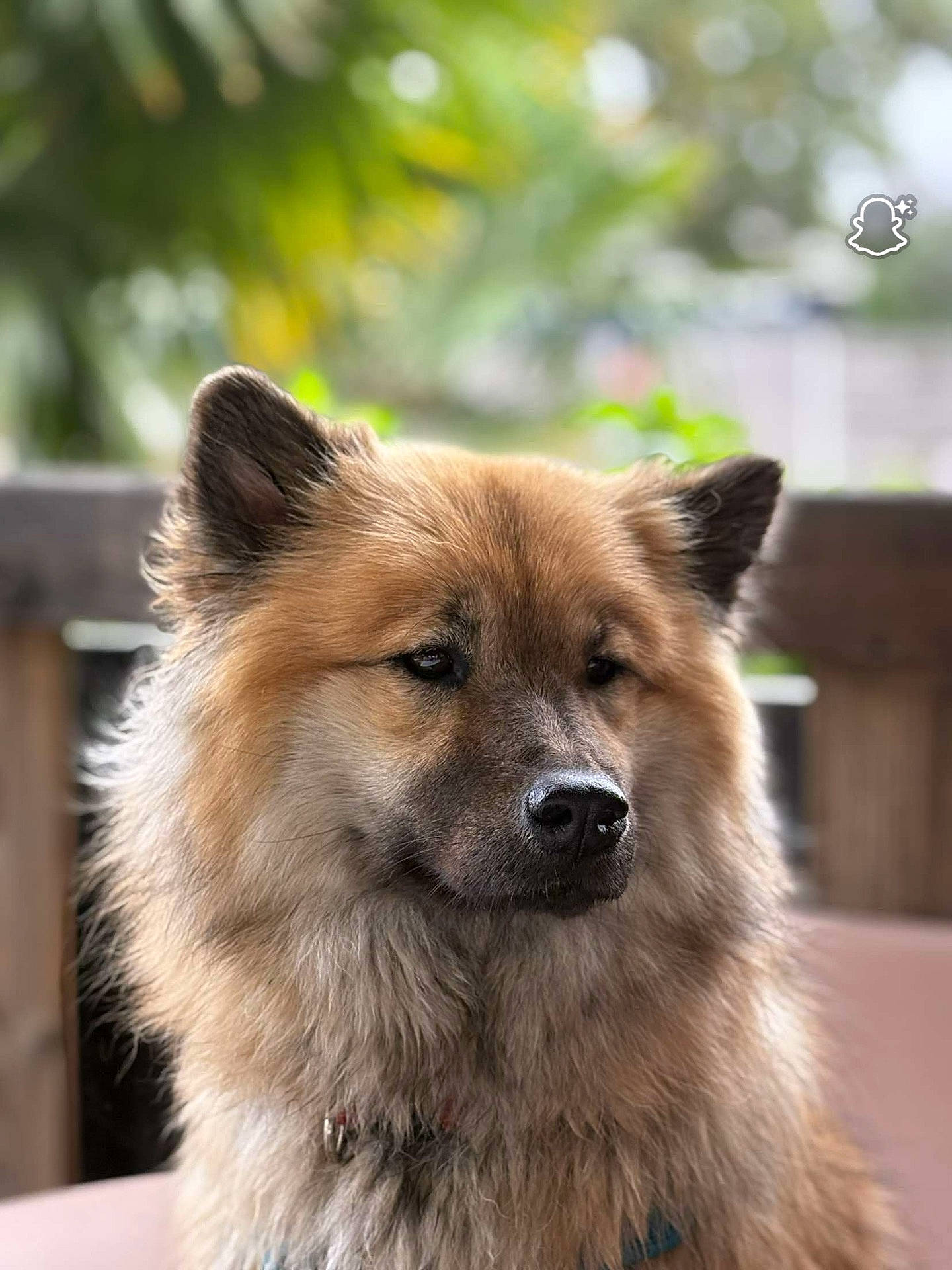 Uta participe au concours pour gagner de l'argent avec cette photo : animal, black_nose, blurred_background, bokeh, brown_fur, canine, close_up, dark_eyes, dog, ears, fluffy, furry, garden, long_hair, nature, outdoor, pet, portrait, sitting, snapchat_watermark