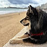 Yuki participe au concours pour gagner de l'argent avec cette photo : beach, black_and_tan, canine, cityscape, cloudy_sky, dog, fluffy, long_hair, lying_down, ocean, outdoors, portrait, red_harness, sand, seaside, shoreline, side_profile, sitting, waterfront, waves