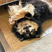Yuki participe au concours pour gagner de l'argent avec cette photo : black_and_tan, cabinet, dog, fluffy, funny, fur, indoor, kitchen, legs_up, lying_down, open_mouth, paws, playful, portrait, rug, shaggy, small_dog, tile_floor, toothy_smile, upside_down