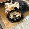 black_and_tan, cabinet, dog, fluffy, funny, fur, indoor, kitchen, legs_up, lying_down, open_mouth, paws, playful, portrait, rug, shaggy, small_dog, tile_floor, toothy_smile, upside_down