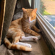 Jack Sparrow joined the competition — help win amazing prizes! cat, orange_tabby, window, sunlight, blanket, resting, indoor, cozy, pet, feline, relaxed, sleepy, domestic_animal, fur, whiskers, paw, tail, natural_light, home, quiet