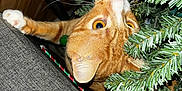 Jack Sparrow joined the competition — help win amazing prizes! cat, orange_tabby, christmas_tree, holiday, couch, curious, whiskers, claws, indoor, decorations, greenery, festive, wood_paneling, close_up, pet, animal, playful, eyes, adventure, feline