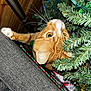cat, orange_tabby, christmas_tree, holiday, couch, curious, whiskers, claws, indoor, decorations, greenery, festive, wood_paneling, close_up, pet, animal, playful, eyes, adventure, feline