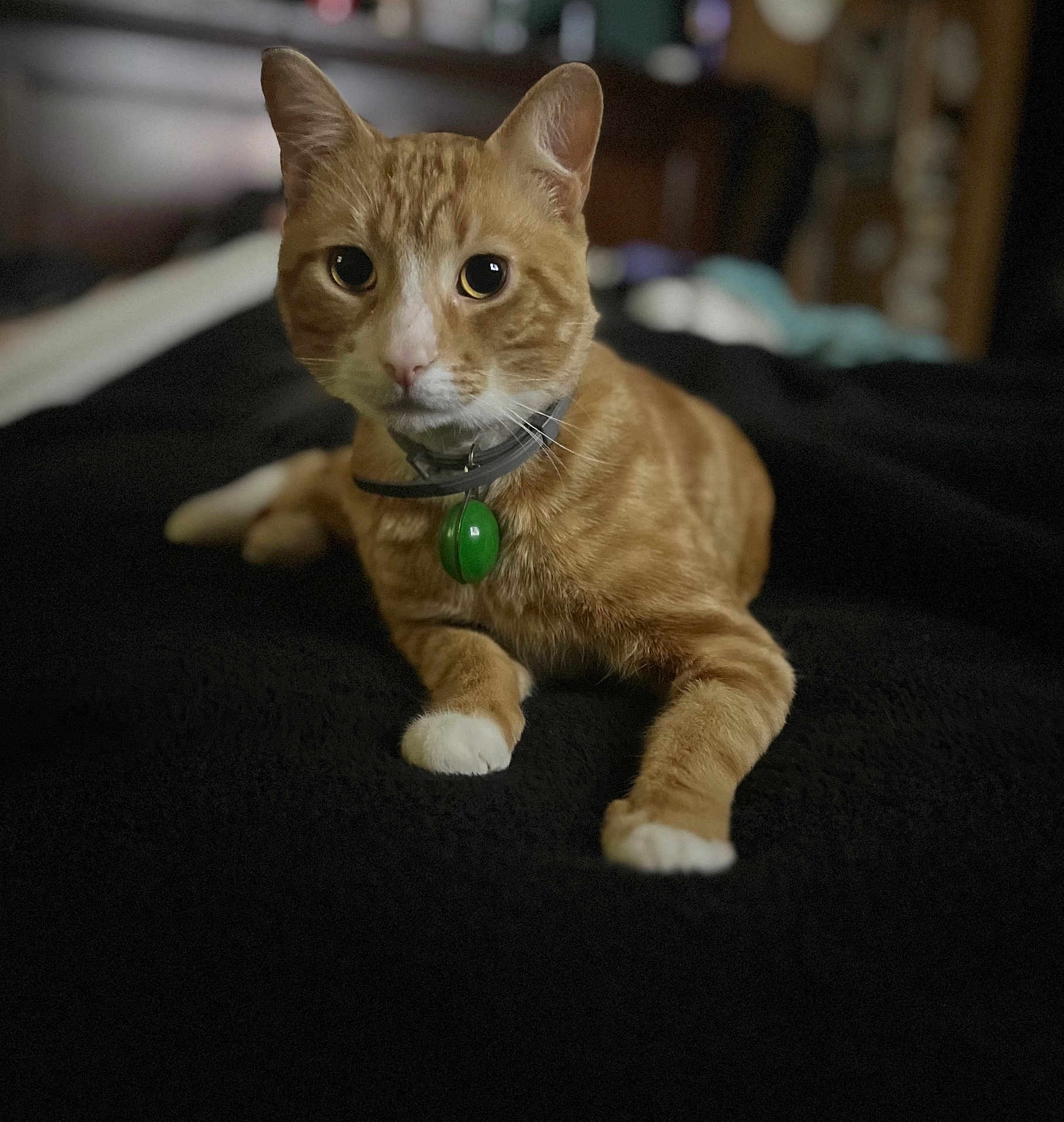 Jack Sparrow joined the competition — help win amazing prizes! cat, orange_tabby, white_paws, collar, green_bell, pet, indoor, bedroom, blanket, feline, animal, cute, alert, relaxed, whiskers, ears, portrait, fur, domestic_cat, lying_down