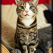 Blueblue participe au concours pour gagner de l'argent avec cette photo : cat, tabby, blue_eyes, sitting, indoor, cozy, blanket, fur, pet, animal, whiskers, portrait, feline, curious, cute, closeup, striped, domestic_cat, soft, relaxed