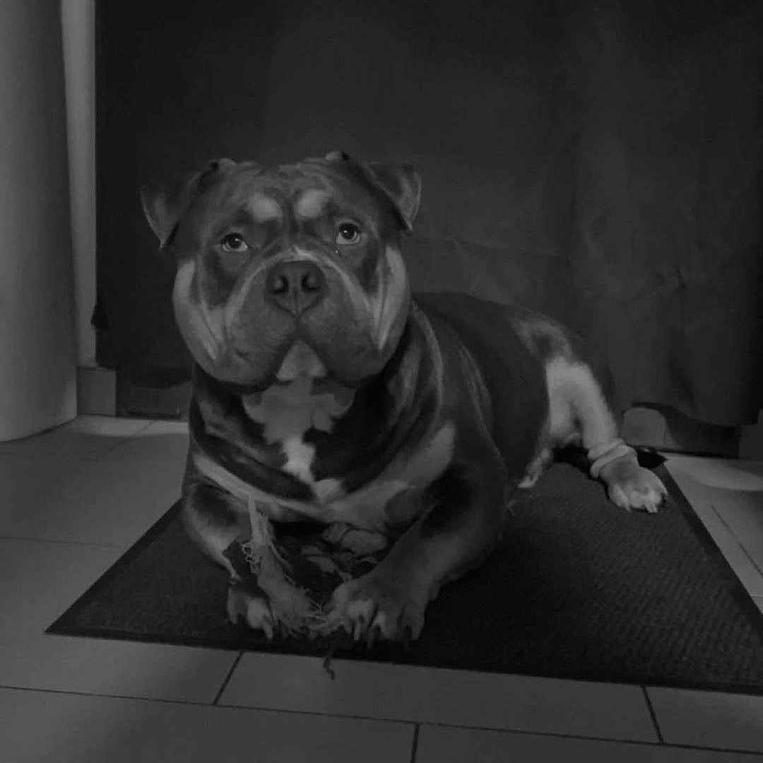 Vayko participe au concours pour gagner de l'argent avec cette photo : animal, bostonbull, boxer, bulldog, canine, dog, face, frenchbulldog, head, hound, indoors, interiordesign, person, pet, photography, pitbull, portrait, pug, puppy, snout