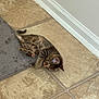 Marley is registered to the contest to win money with this photo: kitten, cat, tabby, floor, tile_floor, rug, gray_rug, wall, baseboard, indoor, pet, animal, small, cute, fur, sleeping, resting, corner, young, domestic_cat