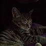 Marley is registered to the contest to win money with this photo: cat, tabby, sleeping, pet, feline, fur, whiskers, paw, cozy, resting, indoor, blanket, purple, cute, animal, mammal, quiet, peaceful, closeup, domestic