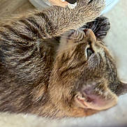 Marley joined the competition — help win amazing prizes! cat, tabby, fur, pet, sleeping, cozy, closeup, animal, whiskers, paw, toy, indoor, soft, cute, relaxing, feline, domestic, mammal, warm, sleep