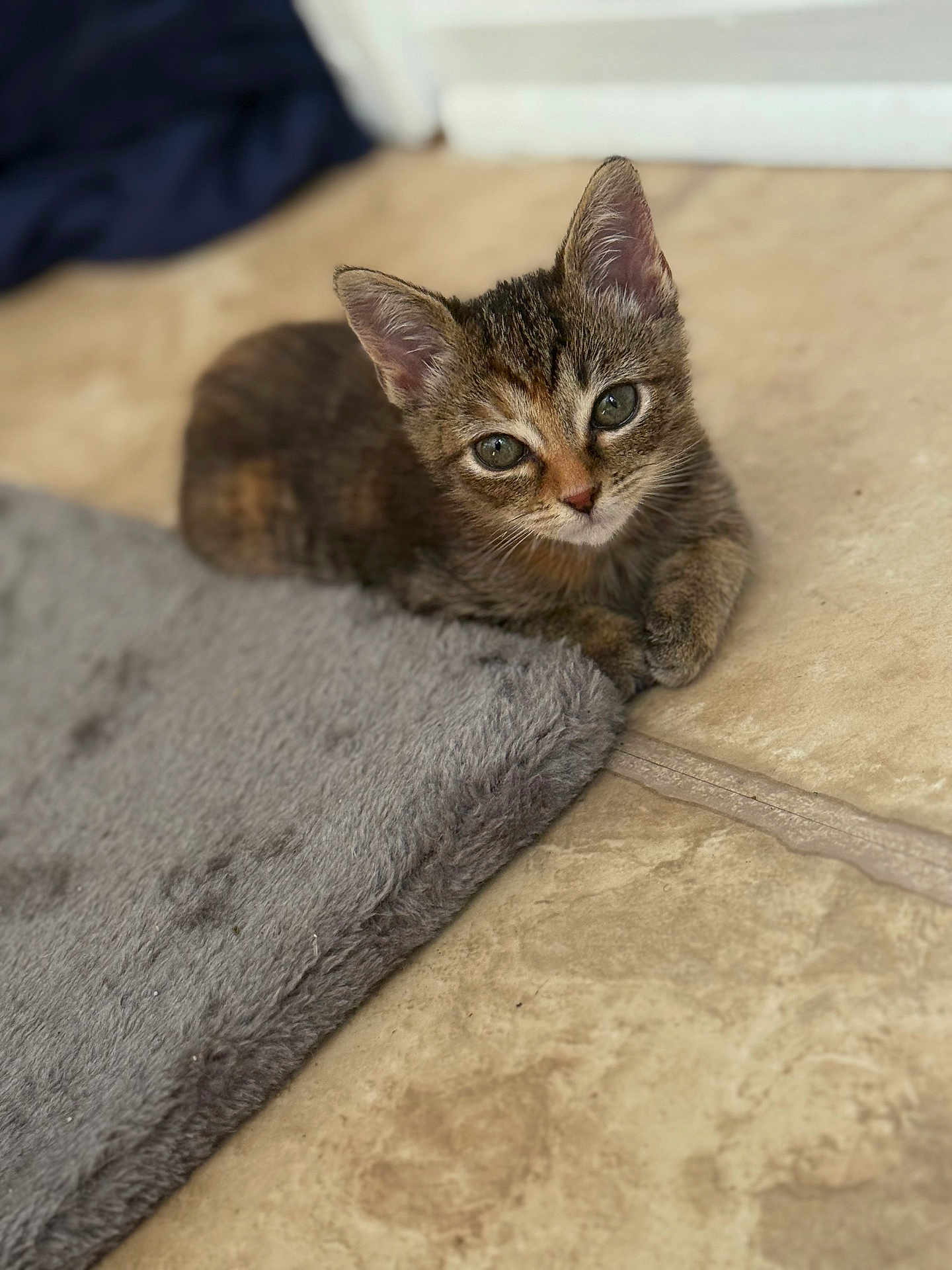 Marley is registered to the contest to win money with this photo: kitten, cat, tabby, floor, tile, gray_rug, pet, animal, cute, young, fur, whiskers, ears, indoor, relaxed, looking_up, small, domestic_cat, mammal, resting