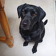 Trixie participe au concours pour gagner de l'argent avec cette photo : dog, black_dog, pet, indoor, tile_floor, wooden_table_leg, looking_up, sitting, canine, animal, companion, floor, ears, tail, brown_eyes, domestic_animal, cute, fur, mammal, household